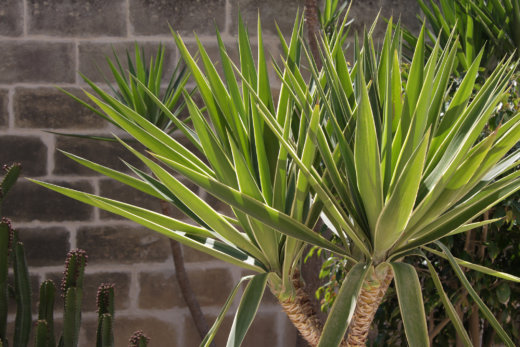 Büropflanzen: Yucca-Palme