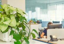 Büropflanzen: Eine Pflanze im Büro.