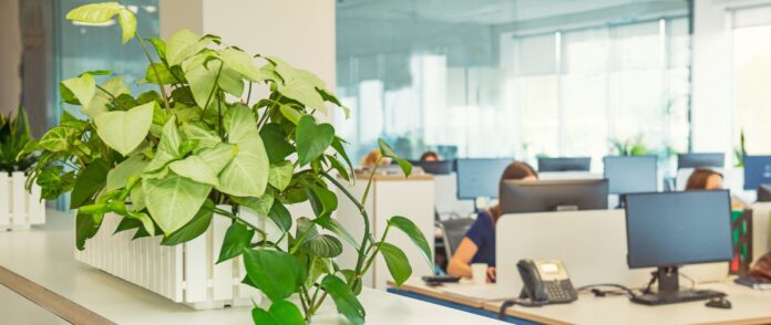 Büropflanzen: Eine Pflanze im Büro.