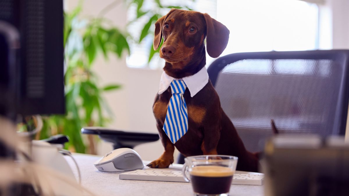 Hunde am Arbeitsplatz: Ein Dackel mit einer Krawatte am Arbeitsplatz.