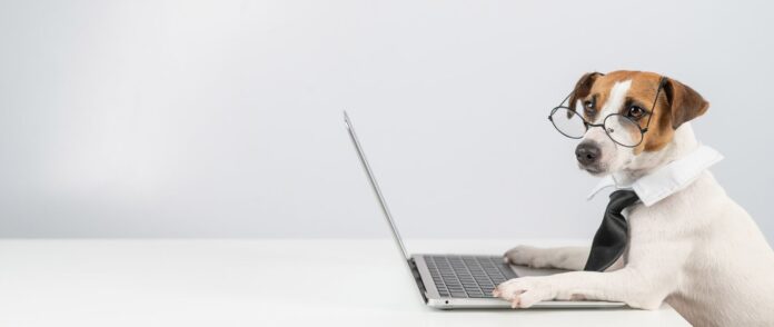 Bürohunde: Ein Jack Russell Terrier Hund mit einer Brille und Krawatte arbeitet am Laptop.